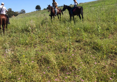 Agenzia/operatore Turistico Horsing Jumping Ranch